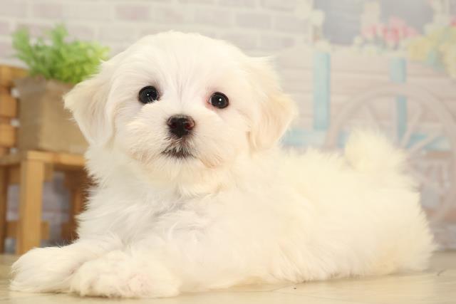 愛知県のマルチーズ (Coo&RIKU名古屋滝ノ水店/2026年5月31日生まれ/男の子/ホワイト)の子犬の3枚目の画像