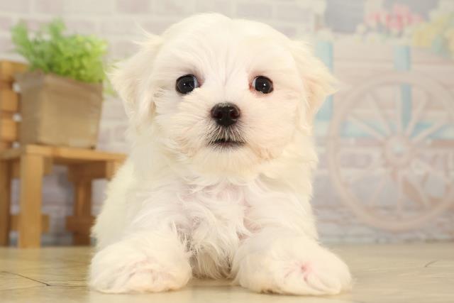 三重県のマルチーズ (Coo&RIKU津高茶屋店/2026年5月31日生まれ/男の子/ホワイト)の子犬の1枚目の画像
