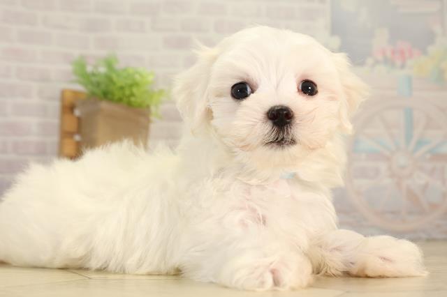 三重県のマルチーズ (Coo&RIKU津高茶屋店/2026年5月31日生まれ/男の子/ホワイト)の子犬の2枚目の画像