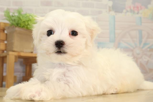 三重県のマルチーズ (Coo&RIKU津高茶屋店/2026年5月31日生まれ/男の子/ホワイト)の子犬の3枚目の画像