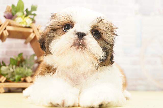 愛知県のシーズー (Coo&RIKU豊橋店/2026年5月29日生まれ/男の子/ゴールドホワイト)の子犬の1枚目の画像