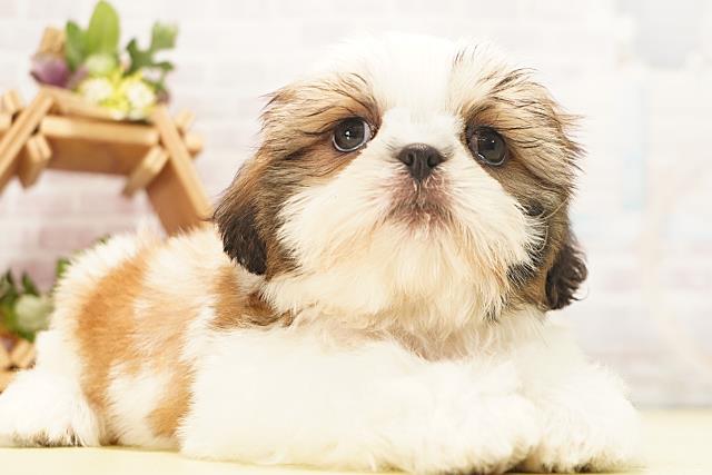 愛知県のシーズー (Coo&RIKU豊橋店/2026年5月29日生まれ/男の子/ゴールドホワイト)の子犬の2枚目の画像