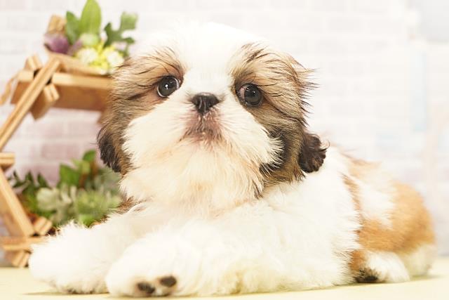 愛知県のシーズー (Coo&RIKU豊橋店/2026年5月29日生まれ/男の子/ゴールドホワイト)の子犬の3枚目の画像