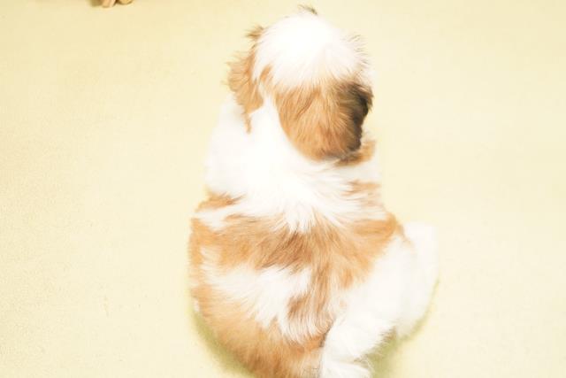 愛知県のシーズー (Coo&RIKU豊橋店/2026年5月29日生まれ/男の子/ゴールドホワイト)の子犬の4枚目の画像