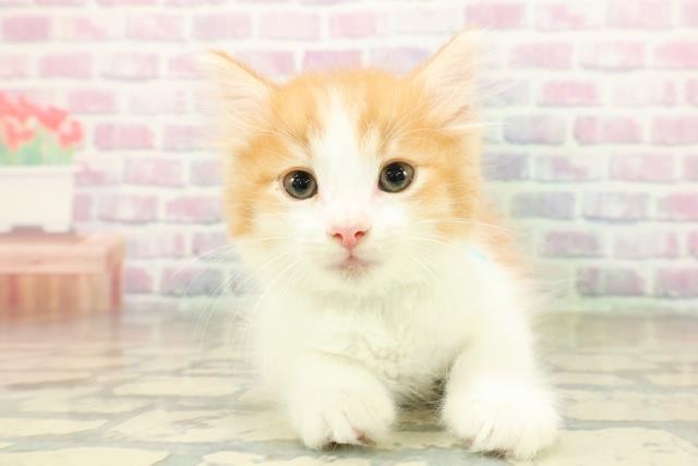 ノルウェージャン・フォレストキャット