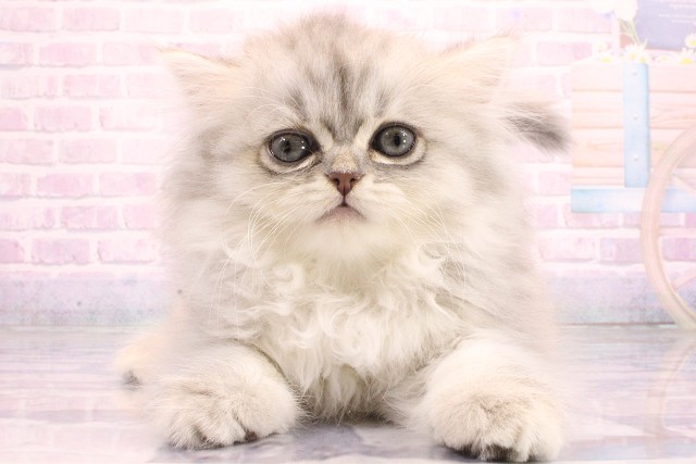 滋賀県のミヌエット (Coo&RIKU長浜店/2026年5月22日生まれ/女の子/ブルーシルバータビー)の子猫の1枚目の画像