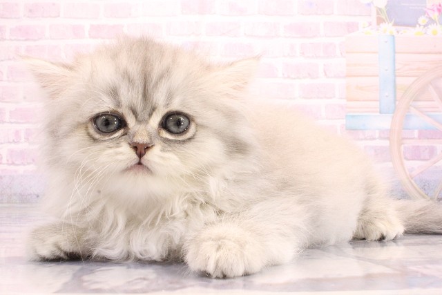 滋賀県のミヌエット (Coo&RIKU長浜店/2026年5月22日生まれ/女の子/ブルーシルバータビー)の子猫の3枚目の画像