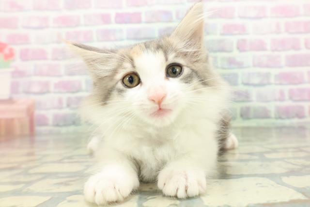 ノルウェージャン・フォレストキャット