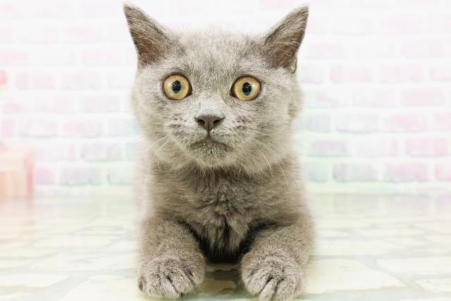 福島県のブリティッシュショートヘアー (Coo&RIKUいわき店/2026年5月25日生まれ/女の子/ブルー)の子猫の1枚目の画像