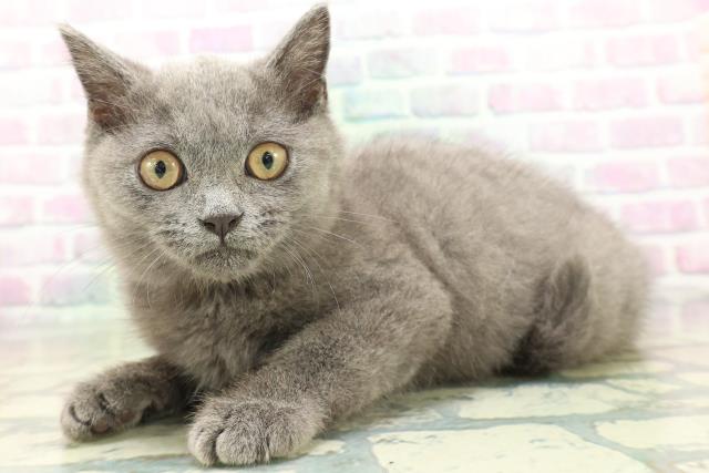 福島県のブリティッシュショートヘアー (Coo&RIKUいわき店/2026年5月25日生まれ/女の子/ブルー)の子猫の2枚目の画像