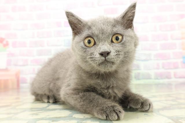 福島県のブリティッシュショートヘアー (Coo&RIKUいわき店/2026年5月25日生まれ/女の子/ブルー)の子猫の3枚目の画像