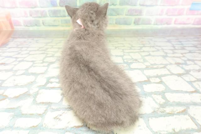 福島県のブリティッシュショートヘアー (Coo&RIKUいわき店/2026年5月25日生まれ/女の子/ブルー)の子猫の4枚目の画像
