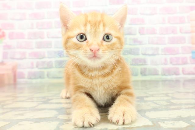 富山県のアメリカンショートヘアー (Coo&RIKU富山店/2026年5月31日生まれ/女の子/レッドタビー)の子猫の1枚目の画像