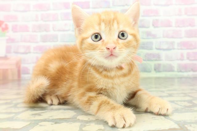 富山県のアメリカンショートヘアー (Coo&RIKU富山店/2026年5月31日生まれ/女の子/レッドタビー)の子猫の3枚目の画像