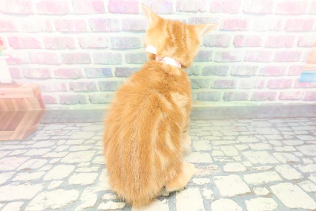 富山県のアメリカンショートヘアー (Coo&RIKU富山店/2026年5月31日生まれ/女の子/レッドタビー)の子猫の4枚目の画像