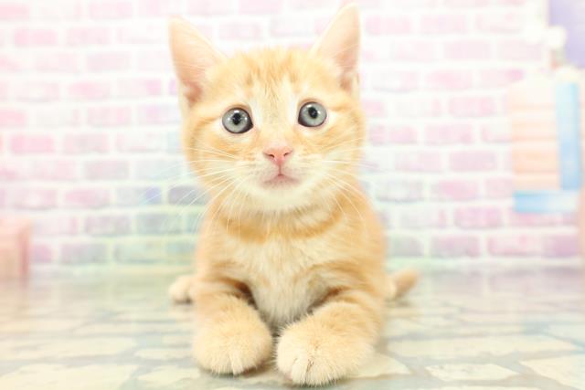 北海道のアメリカンショートヘアー (Coo&RIKU室蘭店/2026年5月31日生まれ/女の子/レッドタビー)の子猫の1枚目の画像