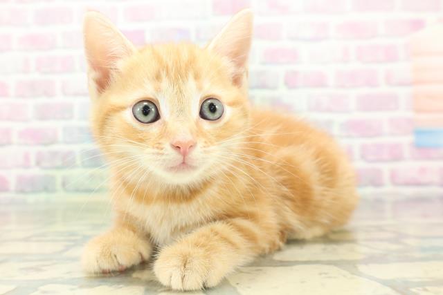 北海道のアメリカンショートヘアー (Coo&RIKU室蘭店/2026年5月31日生まれ/女の子/レッドタビー)の子猫の2枚目の画像