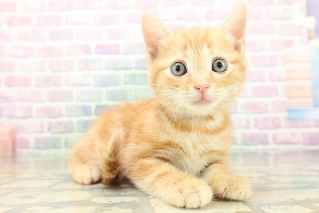 北海道のアメリカンショートヘアー (Coo&RIKU室蘭店/2026年5月31日生まれ/女の子/レッドタビー)の子猫の3枚目の画像