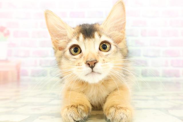 福井県のソマリ (Coo&RIKU福井店/2026年5月6日生まれ/女の子/ルディ)の子猫の1枚目の画像