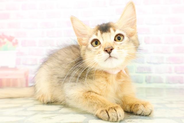 福井県のソマリ (Coo&RIKU福井店/2026年5月6日生まれ/女の子/ルディ)の子猫の3枚目の画像