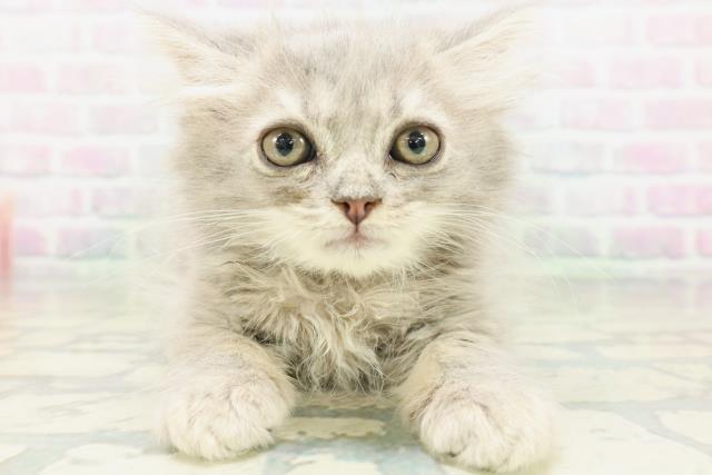 富山県のサイベリアン (Coo&RIKU富山店/2026年5月23日生まれ/男の子/ブルータビー)の子猫の1枚目の画像
