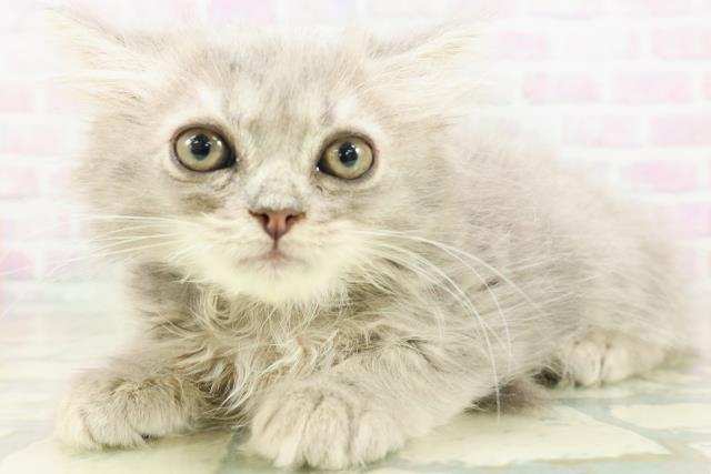 富山県のサイベリアン (Coo&RIKU富山店/2026年5月23日生まれ/男の子/ブルータビー)の子猫の2枚目の画像
