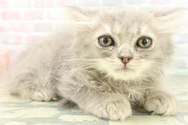 富山県のサイベリアン (Coo&RIKU富山店/2026年5月23日生まれ/男の子/ブルータビー)の子猫の3枚目の画像