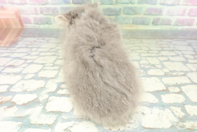 富山県のサイベリアン (Coo&RIKU富山店/2026年5月23日生まれ/男の子/ブルータビー)の子猫の4枚目の画像