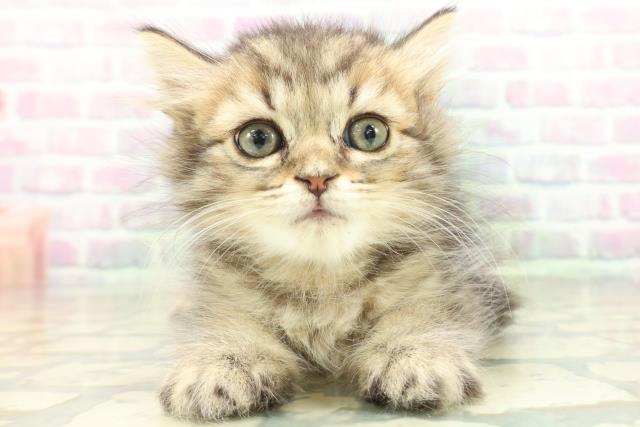 長野県のマンチカン (Coo&RIKU綿半上田店/2026年5月26日生まれ/男の子/ブラウンタビー)の子猫の1枚目の画像