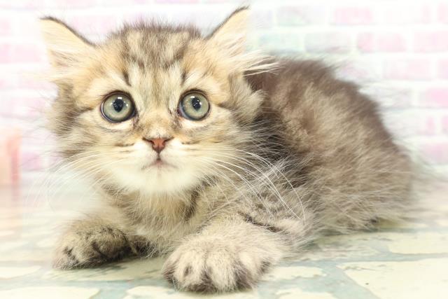 長野県のマンチカン (Coo&RIKU綿半上田店/2026年5月26日生まれ/男の子/ブラウンタビー)の子猫の2枚目の画像