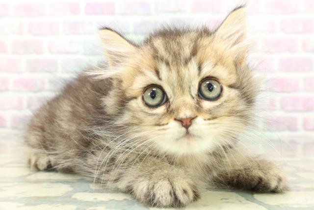 長野県のマンチカン (Coo&RIKU綿半上田店/2026年5月26日生まれ/男の子/ブラウンタビー)の子猫の3枚目の画像