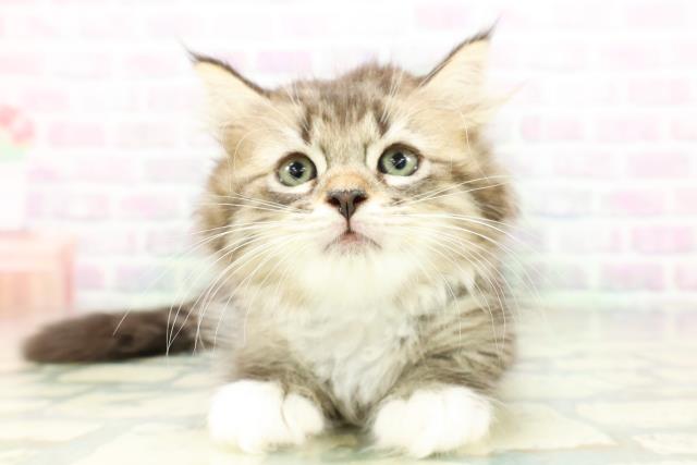 長野県のラガマフィン (Coo&RIKU松本店/2026年5月28日生まれ/男の子/ブラウンタビーホワイト)の子猫の1枚目の画像