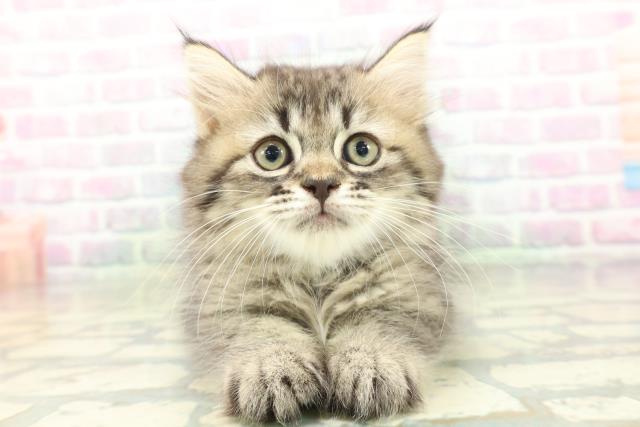 福島県のラガマフィン (Coo&RIKU会津若松店/2026年5月28日生まれ/男の子/ブラウンタビー)の子猫の1枚目の画像