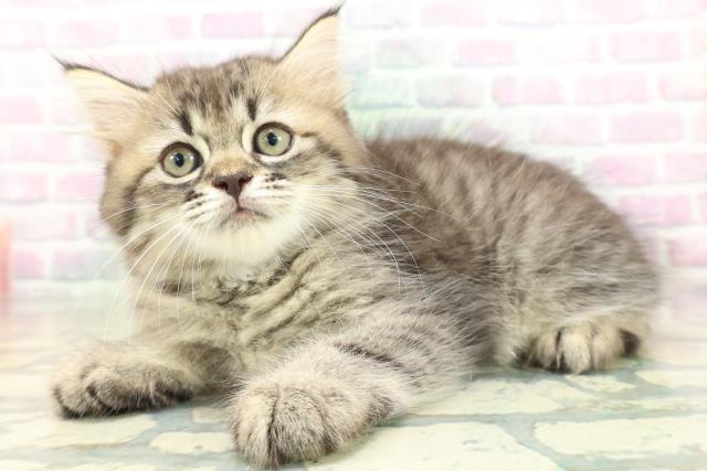 福島県のラガマフィン (Coo&RIKU会津若松店/2026年5月28日生まれ/男の子/ブラウンタビー)の子猫の2枚目の画像