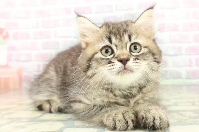 福島県のラガマフィン (Coo&RIKU会津若松店/2026年5月28日生まれ/男の子/ブラウンタビー)の子猫の3枚目の画像