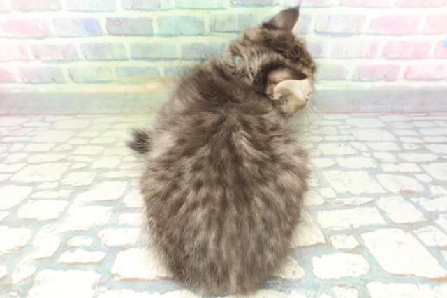 福島県のラガマフィン (Coo&RIKU会津若松店/2026年5月28日生まれ/男の子/ブラウンタビー)の子猫の4枚目の画像