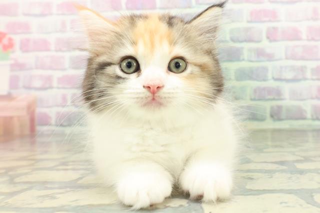 福井県のラガマフィン (Coo&RIKU福井店/2026年5月28日生まれ/女の子/キャリコ)の子猫の1枚目の画像