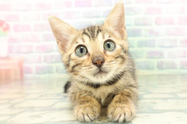 青森県のベンガル (Coo&RIKU八戸店/2026年5月15日生まれ/女の子/ブラウンスポットタビー)の子猫の1枚目の画像