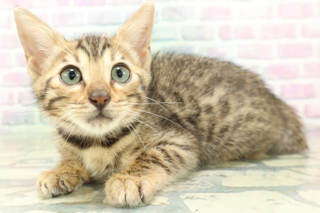 青森県のベンガル (Coo&RIKU八戸店/2026年5月15日生まれ/女の子/ブラウンスポットタビー)の子猫の2枚目の画像
