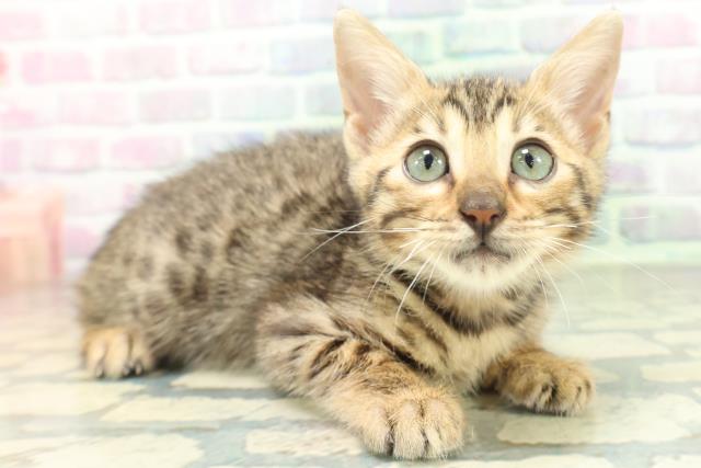 青森県のベンガル (Coo&RIKU八戸店/2026年5月15日生まれ/女の子/ブラウンスポットタビー)の子猫の3枚目の画像