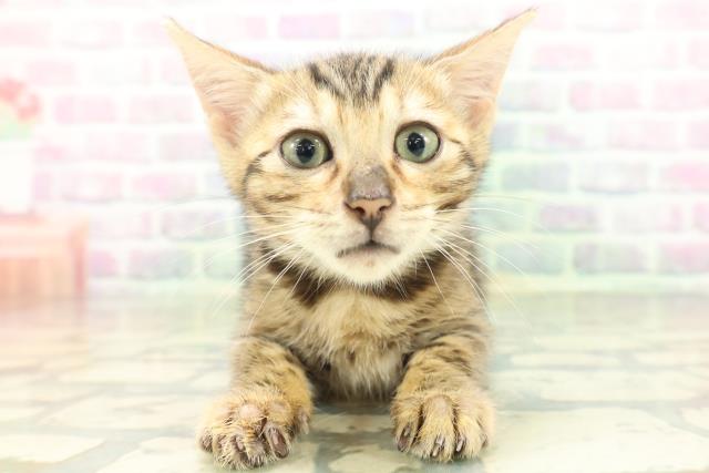 沖縄県のベンガル (Coo&RIKU石垣店/2026年5月15日生まれ/女の子/ブラウンスポットタビー)の子猫の1枚目の画像