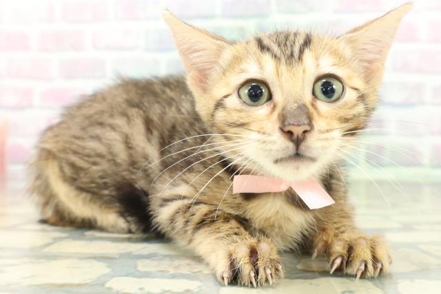 沖縄県のベンガル (Coo&RIKU石垣店/2026年5月15日生まれ/女の子/ブラウンスポットタビー)の子猫の3枚目の画像