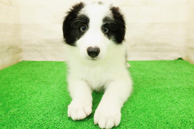 福井県のボーダーコリー (Coo&RIKU福井店/2026年5月28日生まれ/男の子/ブラックホワイト)の子犬の1枚目の画像