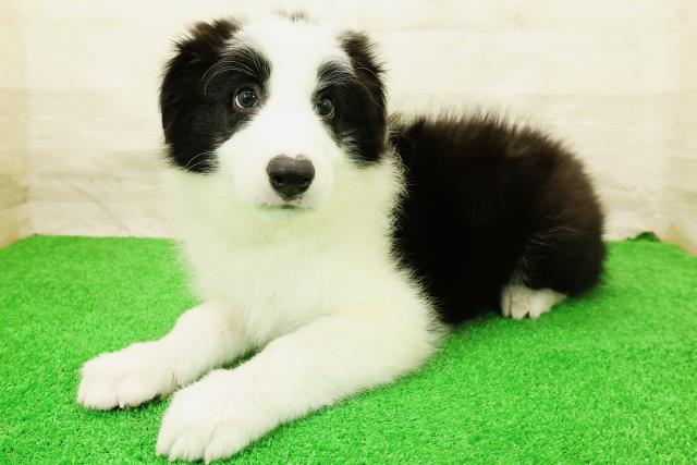 福井県のボーダーコリー (Coo&RIKU福井店/2026年5月28日生まれ/男の子/ブラックホワイト)の子犬の2枚目の画像