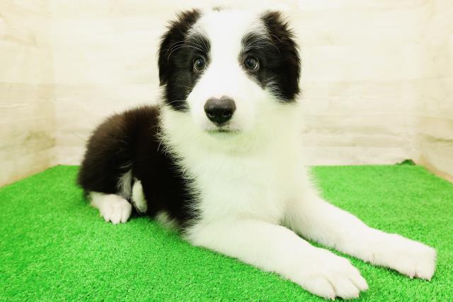 福井県のボーダーコリー (Coo&RIKU福井店/2026年5月28日生まれ/男の子/ブラックホワイト)の子犬の3枚目の画像