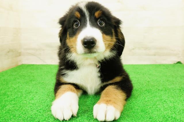 栃木県のハーフ犬・ミックス犬 (Coo&RIKU宇都宮店/2026年5月28日生まれ/女の子/ブラックラストホワイト)の子犬の1枚目の画像
