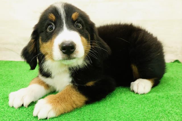 栃木県のハーフ犬・ミックス犬 (Coo&RIKU宇都宮店/2026年5月28日生まれ/女の子/ブラックラストホワイト)の子犬の2枚目の画像
