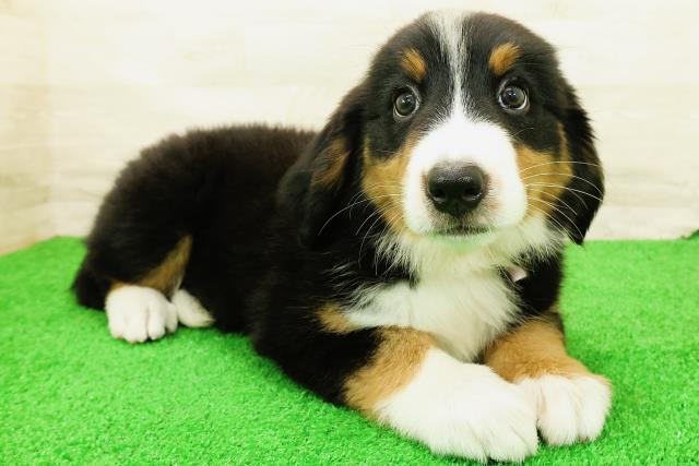 栃木県のハーフ犬・ミックス犬 (Coo&RIKU宇都宮店/2026年5月28日生まれ/女の子/ブラックラストホワイト)の子犬の3枚目の画像