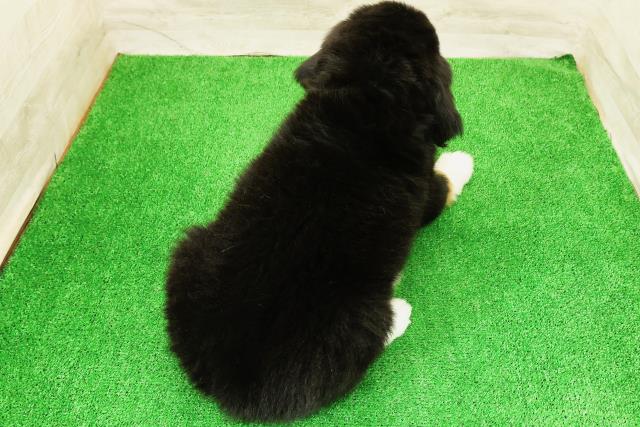 栃木県のハーフ犬・ミックス犬 (Coo&RIKU宇都宮店/2026年5月28日生まれ/女の子/ブラックラストホワイト)の子犬の4枚目の画像