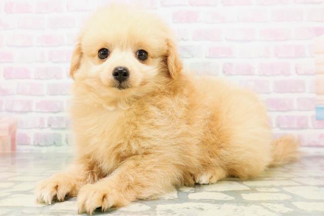 新潟県のポメプー(ポメラニアン×プードル) (Coo&RIKU新潟西店/2026年5月29日生まれ/男の子/アプリコット)の子犬の2枚目の画像